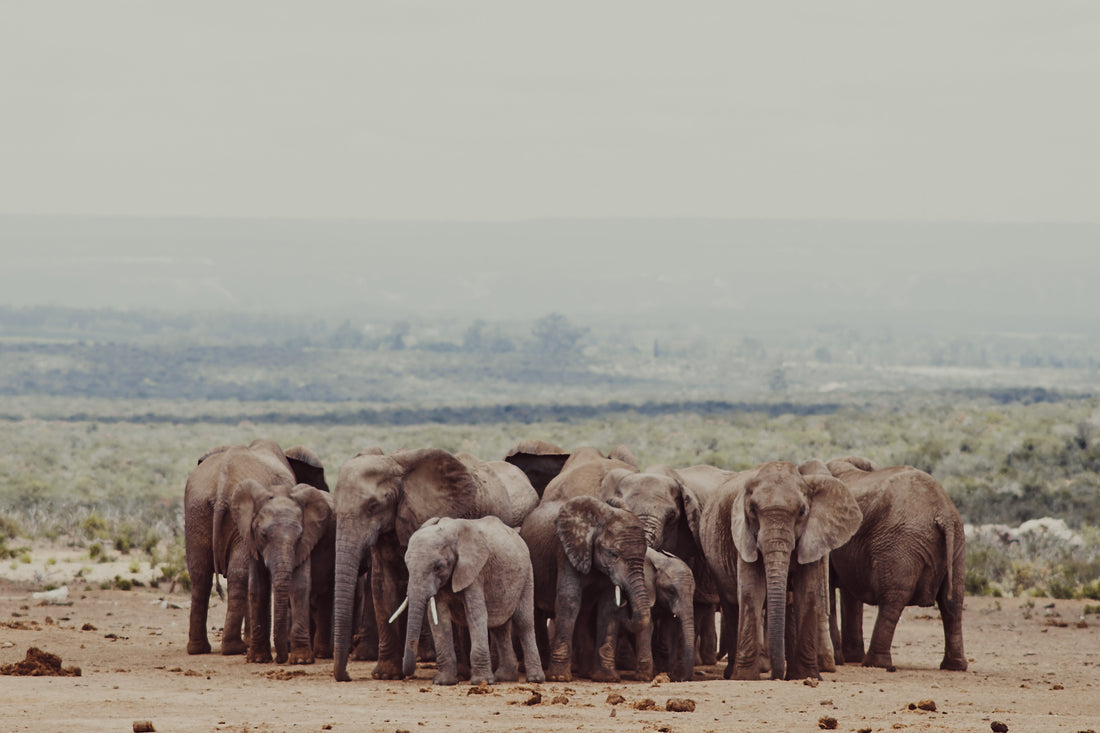 Visión de Elefantes Esmeralda